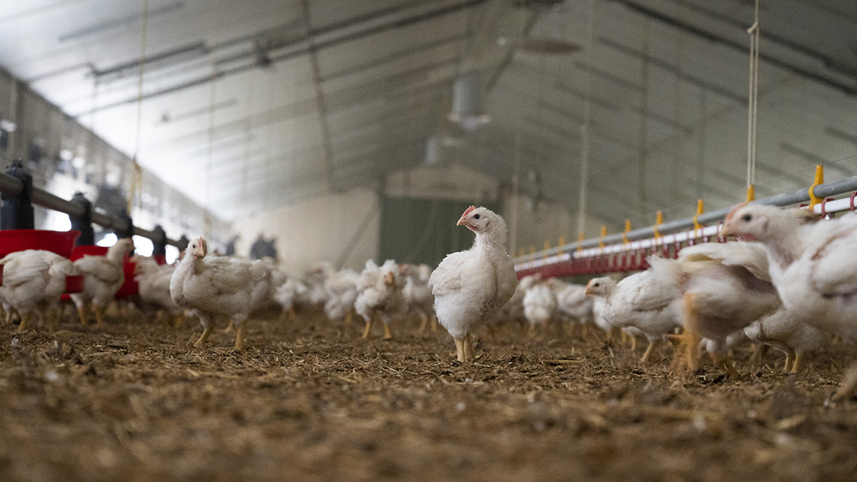 Influenza aviaire : face à une situation épidémiologique qui s’aggrave, la France passe en niveau de risque « élevé »